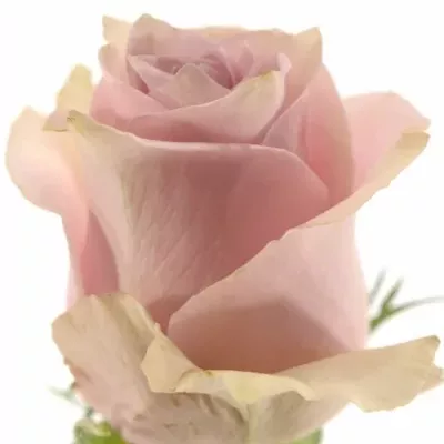 Růžová růže NAUTICA