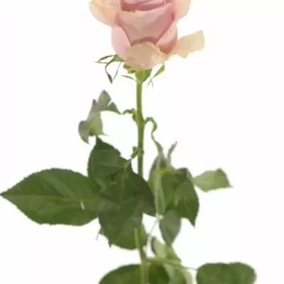 Růžová růže NAUTICA