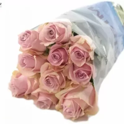 Růžová růže NAUTICA