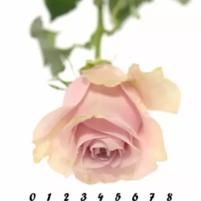 Růžová růže NAUTICA