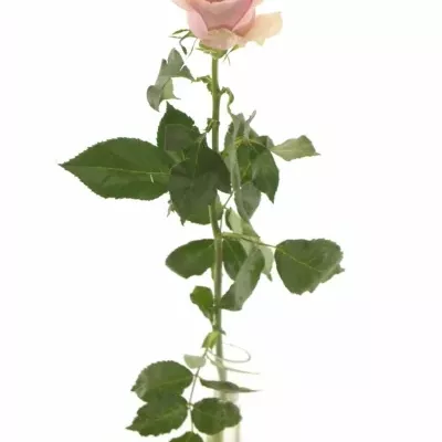 Růžová růže NAUTICA