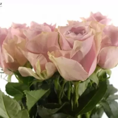 Růžová růže NAUTICA