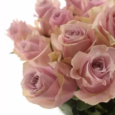 Růžová růže NAUTICA