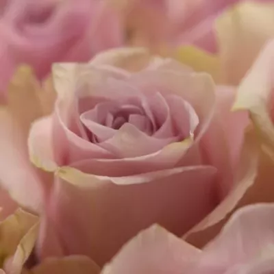 Růžová růže NAUTICA