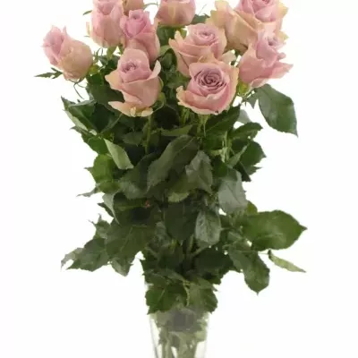 Růžová růže NAUTICA