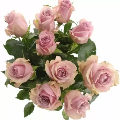 Růžová růže NAUTICA