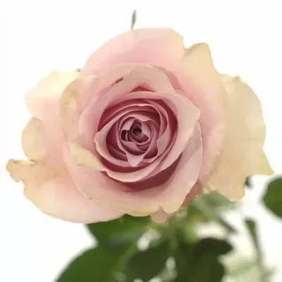 Růžová růže NAUTICA