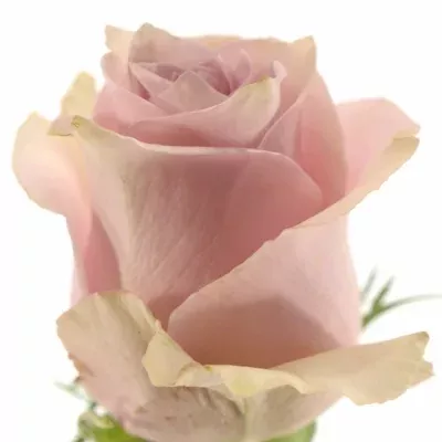 Růžová růže NAUTICA