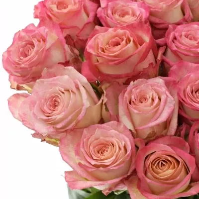 Růžová růže NAVARRA 60cm