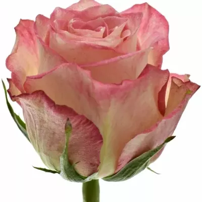 Růžová růže NAVARRA 60cm