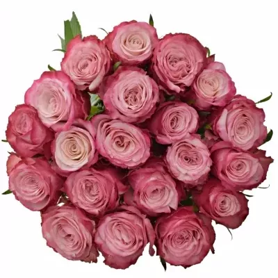 Růžová růže NO LIMIT 50cm (L)