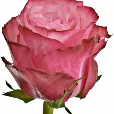 Růžová růže NO LIMIT 60cm (XL)