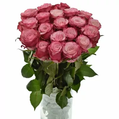 Růžová růže NO LIMIT 50cm (L)