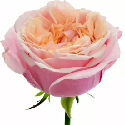 Růžová růže NOTTING HILL 50cm (XXL)