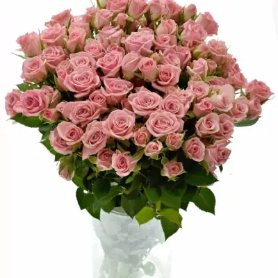 Růžová růže ODILIA 60cm/5+