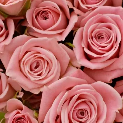 Růžová růže ODILIA 60cm/5+