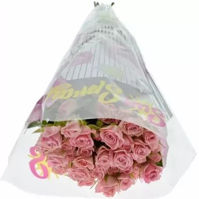 Růžová růže ODILIA 60cm/5+