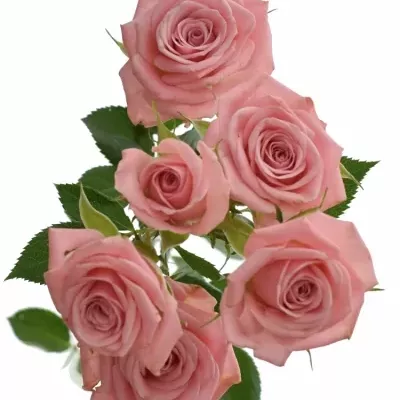 Růžová růže ODILIA 60cm/5+