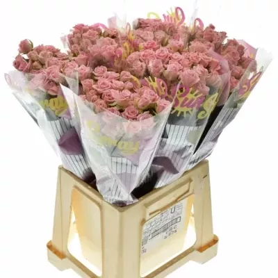 Růžová růže ODILIA 60cm/5+