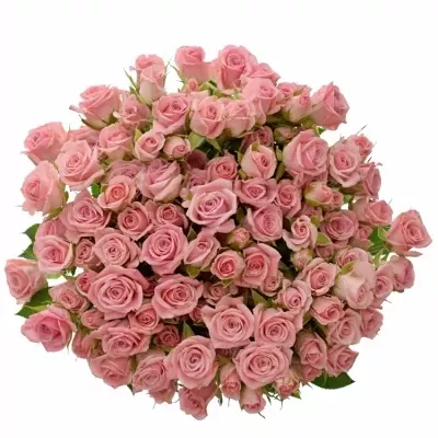 Růžová růže ODILIA 60cm/5+