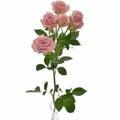 Růžová růže ODILIA 60cm/5+