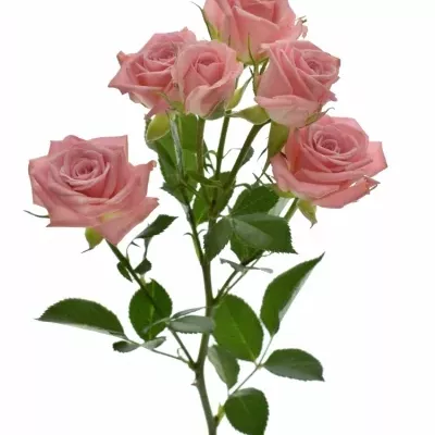 Růžová růže ODILIA 60cm/5+