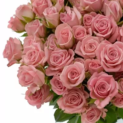 Růžová růže ODILIA 60cm/5+