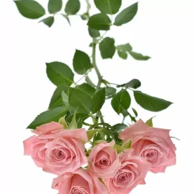 Růžová růže ODILIA 60cm/5+