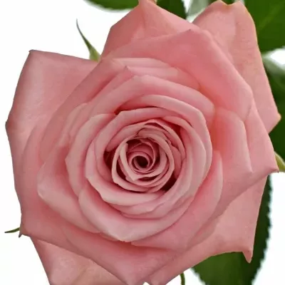 Růžová růže ODILIA 60cm/5+