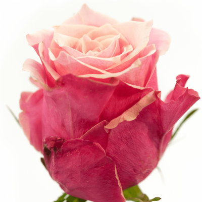 Růžová růže OOPS 90cm (XL)