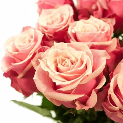 Ružová ruža Oops 50cm
