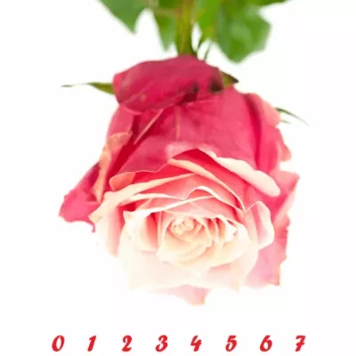 Ružová ruža Oops 50cm