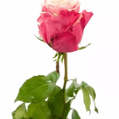 Růžová růže OOPS 50cm