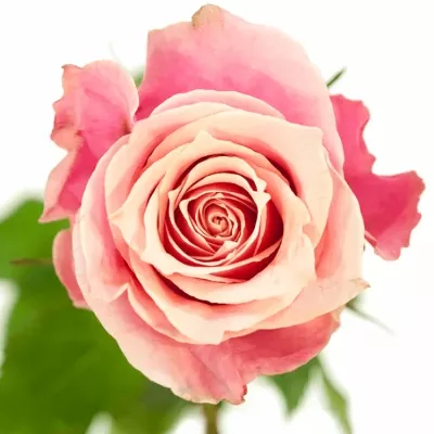 Růžová růže OOPS 50cm