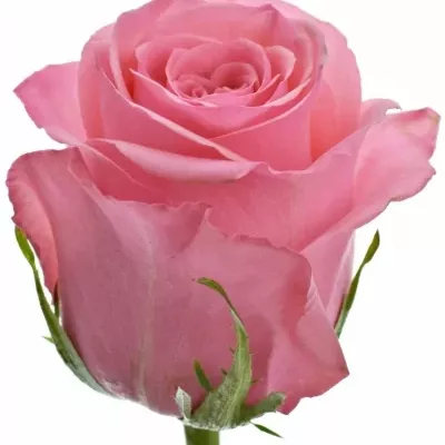 Růžová růže OPALA 60cm (M)