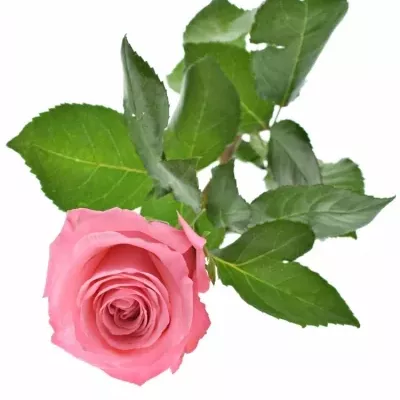 Růžová růže OPALA 60cm (M)