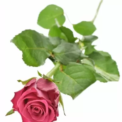 Růžová růže ORCHESTRA 70cm