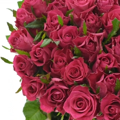 Růžová růže ORCHESTRA 70cm