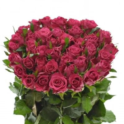 Růžová růže ORCHESTRA 70cm