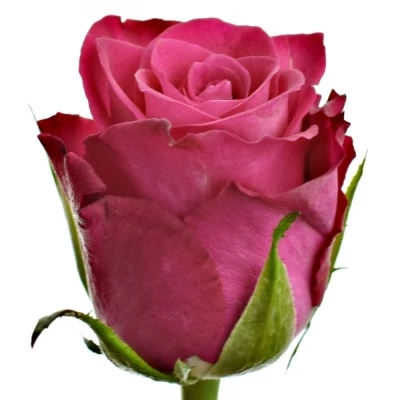 Růžová růže ORCHESTRA 70cm