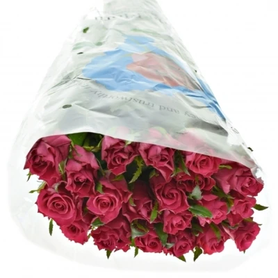 Růžová růže ORCHESTRA 70cm