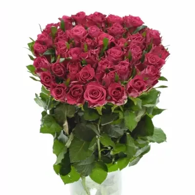 Růžová růže ORCHESTRA 70cm