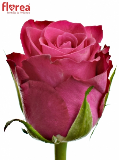 Růžová růže ORCHESTRA 70cm (S)