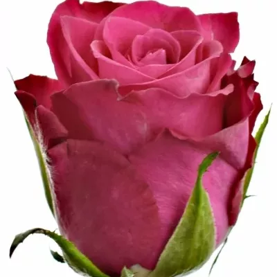 Růžová růže ORCHESTRA 70cm (S)