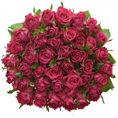 Růžová růže ORCHESTRA 70cm