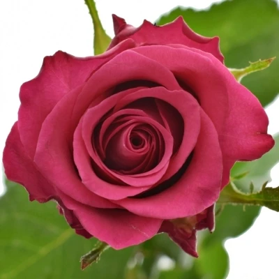 Růžová růže ORCHESTRA 70cm