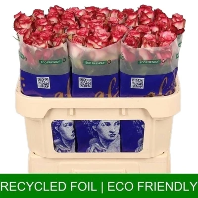 Růžová růže PALOMA 60cm (L)