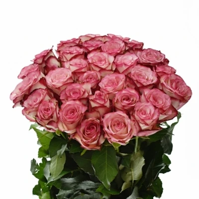 Růžová růže PALOMA 60cm (L)