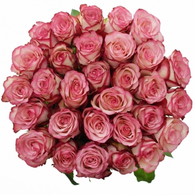 Ružová ruža PALOMA 60cm (XL)