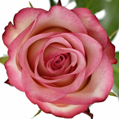 Ružová ruža PALOMA 60cm (XL)